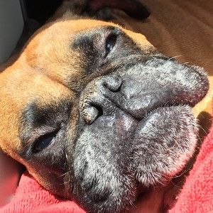 Meet your Posher, Bashun